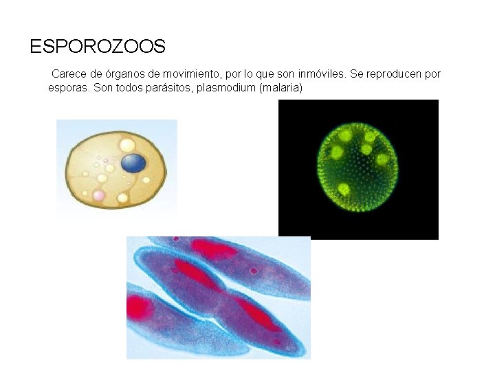 ESPOROZOOS Carece de órganos de movimiento, por lo que son inmóviles. Se reproducen por