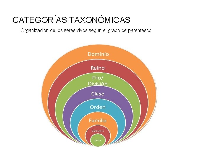 CATEGORÍAS TAXONÓMICAS Organización de los seres vivos según el grado de parentesco 