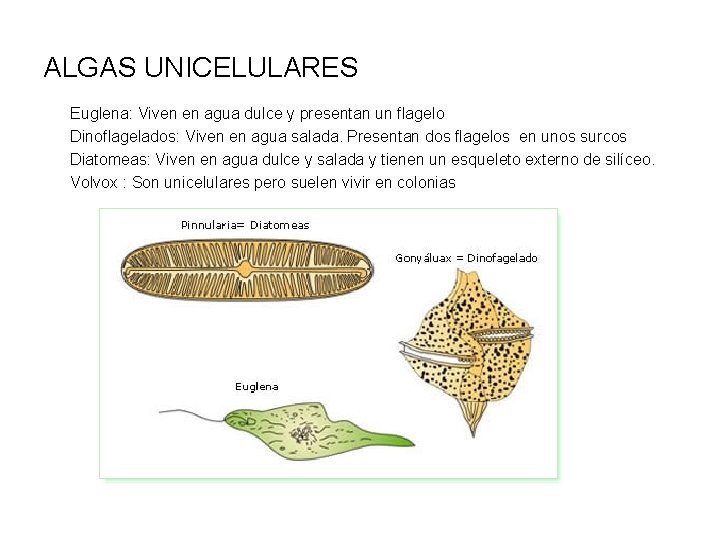ALGAS UNICELULARES Euglena: Viven en agua dulce y presentan un flagelo Dinoflagelados: Viven en
