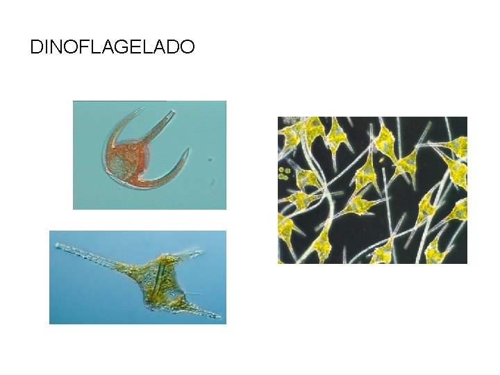 DINOFLAGELADO DINOFLAGELADO