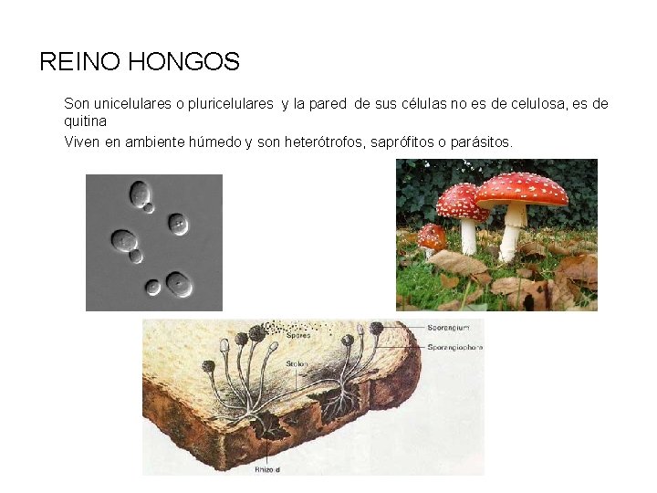 REINO HONGOS Son unicelulares o pluricelulares y la pared de sus células no es