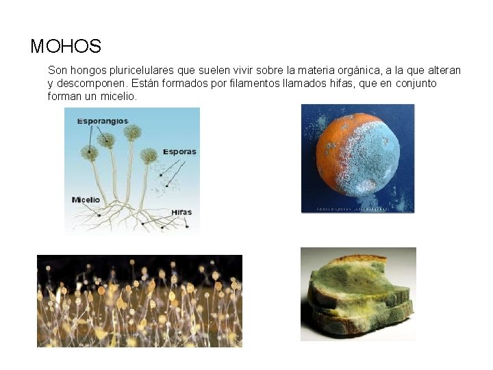 MOHOS Son hongos pluricelulares que suelen vivir sobre la materia orgánica, a la que