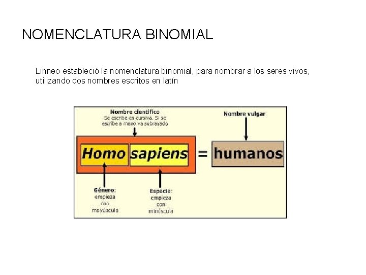 NOMENCLATURA BINOMIAL Linneo estableció la nomenclatura binomial, para nombrar a los seres vivos, utilizando