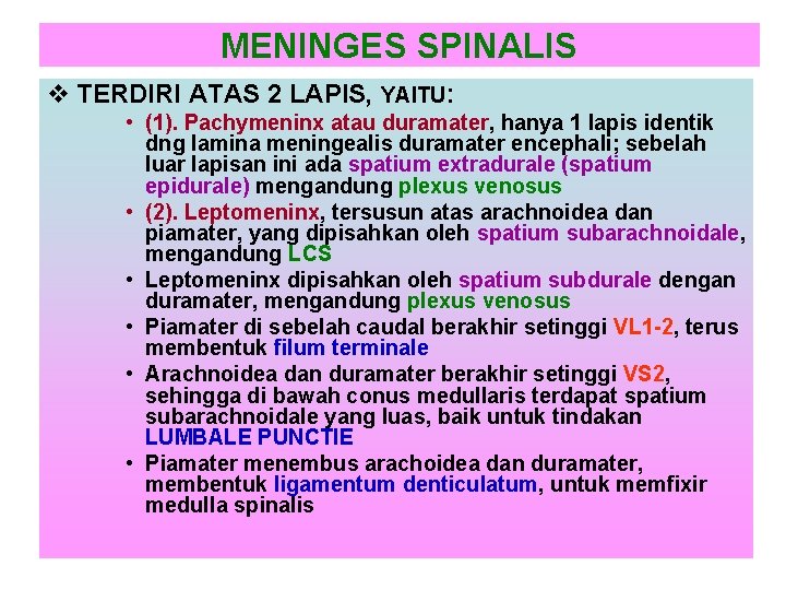 MENINGES SPINALIS v TERDIRI ATAS 2 LAPIS, YAITU: • (1). Pachymeninx atau duramater, hanya