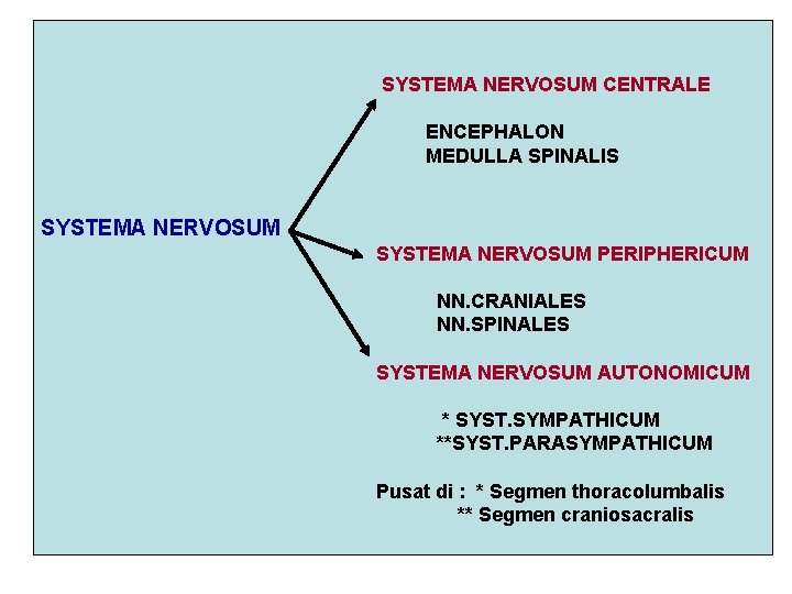 SYSTEMA NERVOSUM CENTRALE ENCEPHALON MEDULLA SPINALIS SYSTEMA NERVOSUM PERIPHERICUM NN. CRANIALES NN. SPINALES SYSTEMA