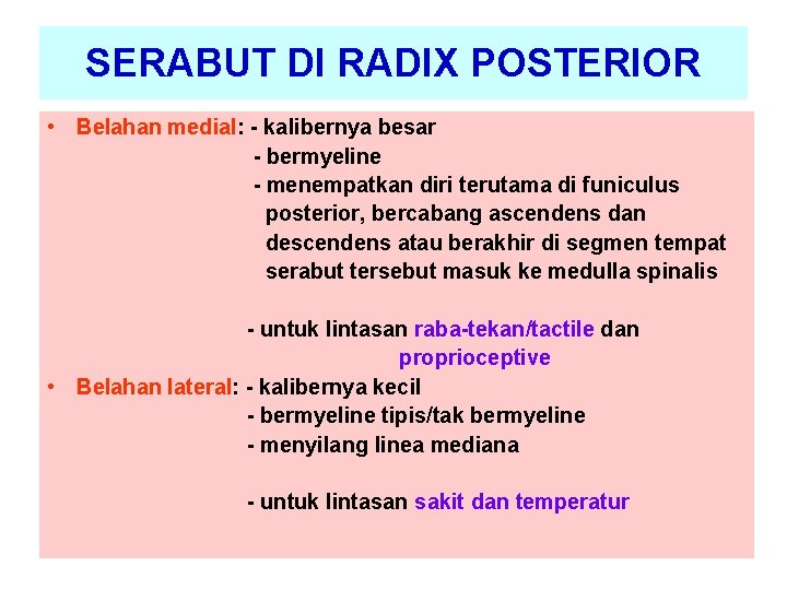 SERABUT DI RADIX POSTERIOR • Belahan medial: - kalibernya besar - bermyeline - menempatkan