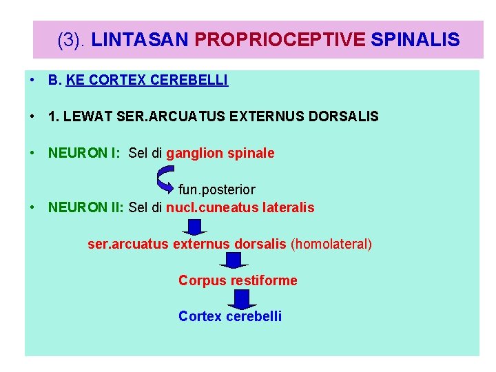 (3). LINTASAN PROPRIOCEPTIVE SPINALIS • B. KE CORTEX CEREBELLI • 1. LEWAT SER. ARCUATUS