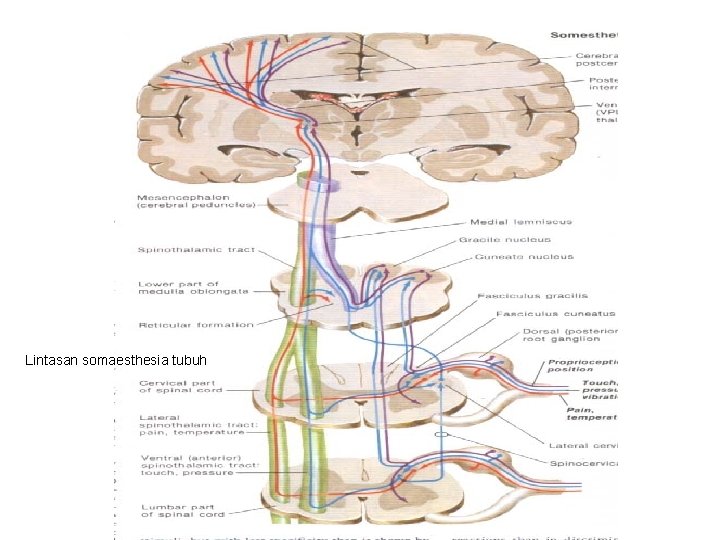 Lintasan somaesthesia tubuh 