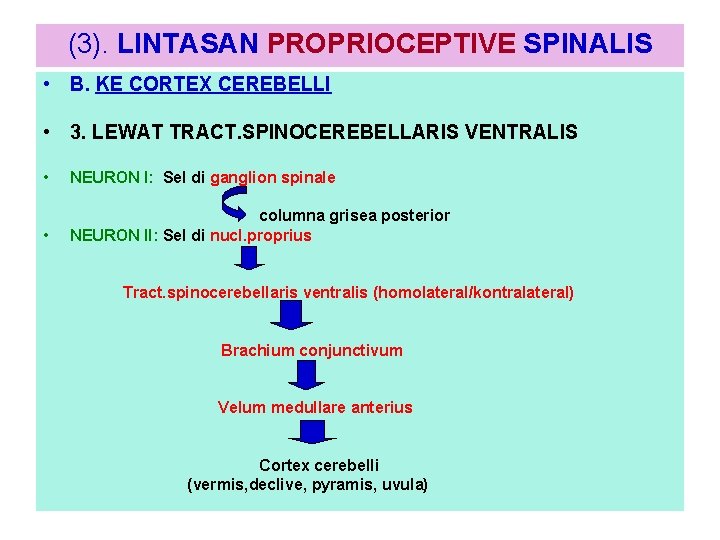 (3). LINTASAN PROPRIOCEPTIVE SPINALIS • B. KE CORTEX CEREBELLI • 3. LEWAT TRACT. SPINOCEREBELLARIS