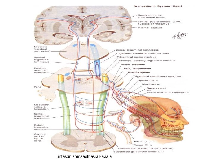 Lintasan somaesthesia kepala 