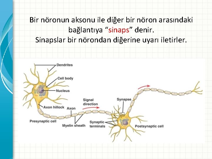 Bir nöronun aksonu ile diğer bir nöron arasındaki bağlantıya “sinaps” denir. Sinapslar bir nörondan