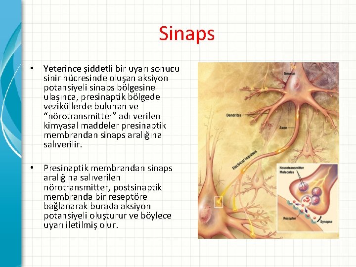 Sinaps • Yeterince şiddetli bir uyarı sonucu sinir hücresinde oluşan aksiyon potansiyeli sinaps bölgesine