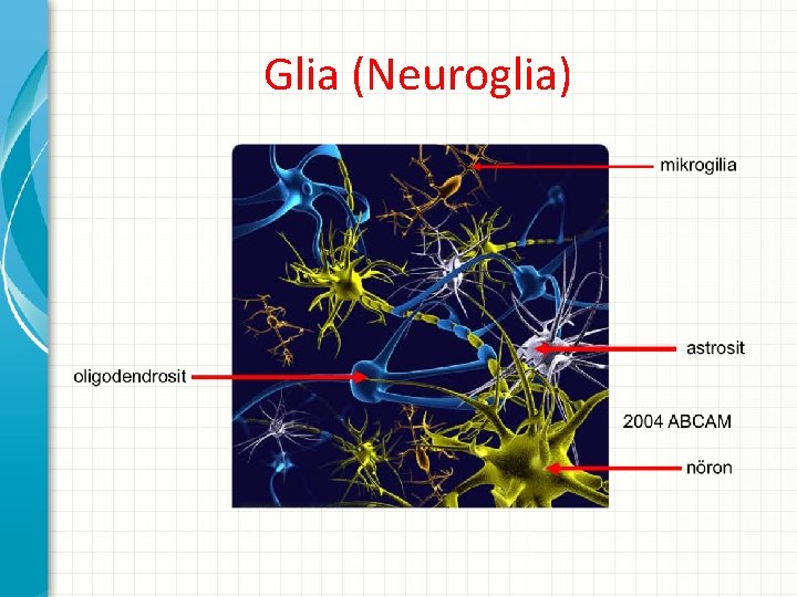 Glia (Neuroglia) 