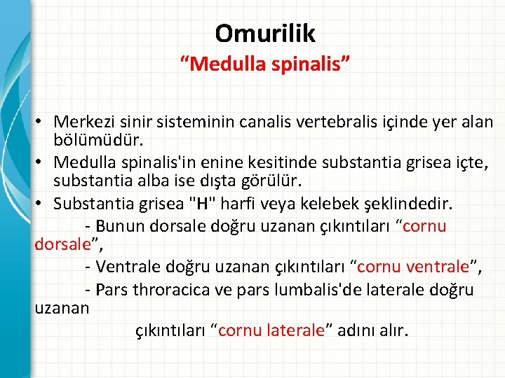 Omurilik “Medulla spinalis” • Merkezi sinir sisteminin canalis vertebralis içinde yer alan bölümüdür. •