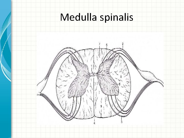 Medulla spinalis 