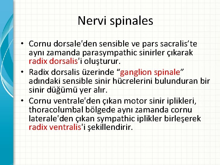 Nervi spinales • Cornu dorsale'den sensible ve pars sacralis’te aynı zamanda parasympathic sinirler çıkarak