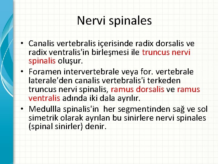 Nervi spinales • Canalis vertebralis içerisinde radix dorsalis ve radix ventralis'in birleşmesi ile truncus