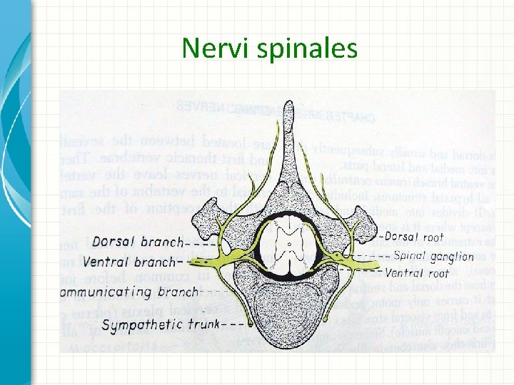 Nervi spinales 