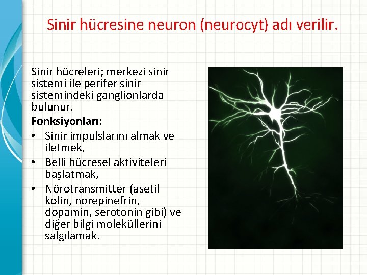 Sinir hücresine neuron (neurocyt) adı verilir. Sinir hücreleri; merkezi sinir sistemi ile perifer sinir