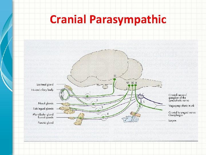Cranial Parasympathic 