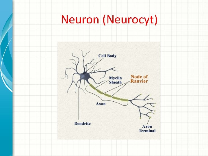 Neuron (Neurocyt) 