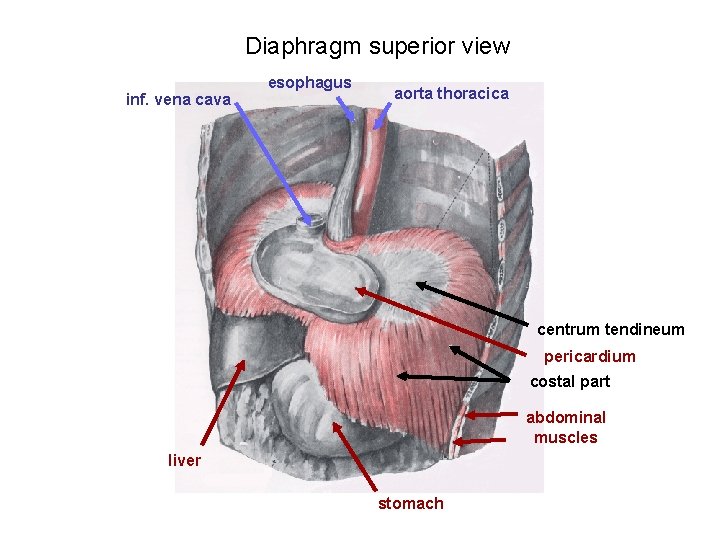 Diaphragm superior view inf. vena cava esophagus aorta thoracica centrum tendineum pericardium costal part