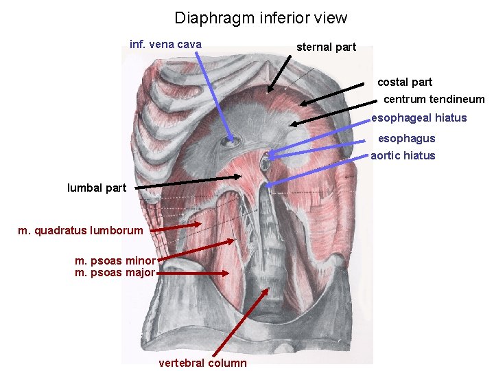 Diaphragm inferior view inf. vena cava sternal part costal part centrum tendineum esophageal hiatus