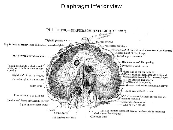 Diaphragm inferior view 