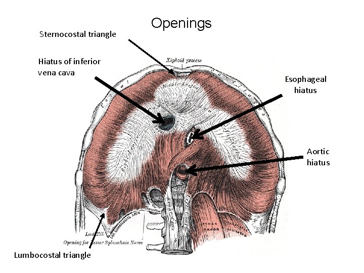 Sternocostal triangle Hiatus of inferior vena cava Openings Esophageal hiatus Aortic hiatus Lumbocostal triangle