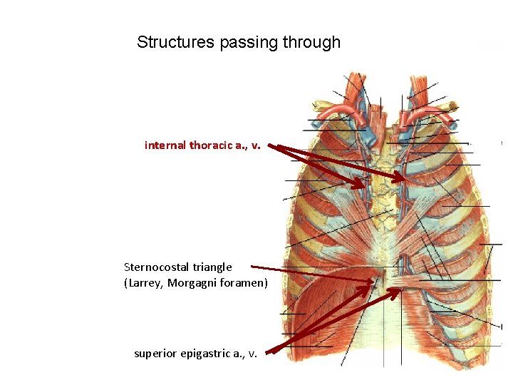 Structures passing through internal thoracic a. , v. Sternocostal triangle (Larrey, Morgagni foramen) superior