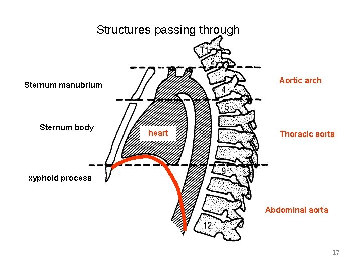 Structures passing through Aortic arch Sternum manubrium Sternum body heart Thoracic aorta xyphoid process