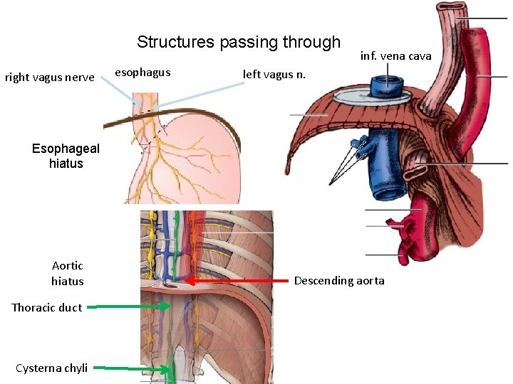 Structures passing through right vagus nerve esophagus inf. vena cava left vagus n. Esophageal