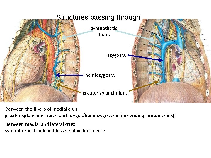 Structures passing through sympathetic trunk azygos v. hemiazygos v. greater splanchnic n. Between the