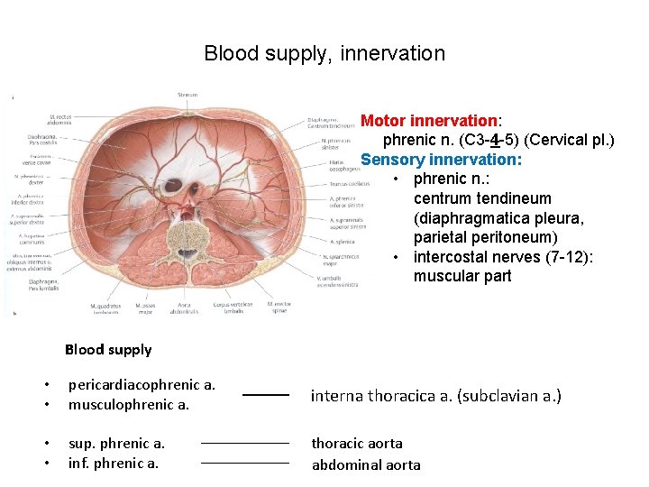 Blood supply, innervation Motor innervation: phrenic n. (C 3 -4 -5) (Cervical pl. )