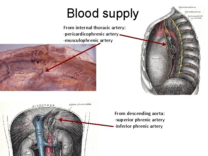 Blood supply From internal thoracic artery: -pericardicophrenic artery -musculophrenic artery From descending aorta: -superior