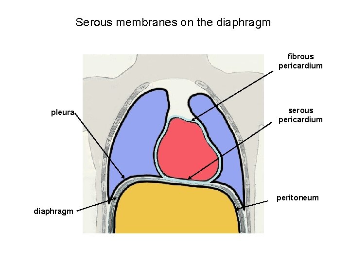 Serous membranes on the diaphragm fibrous pericardium pleura serous pericardium peritoneum diaphragm 