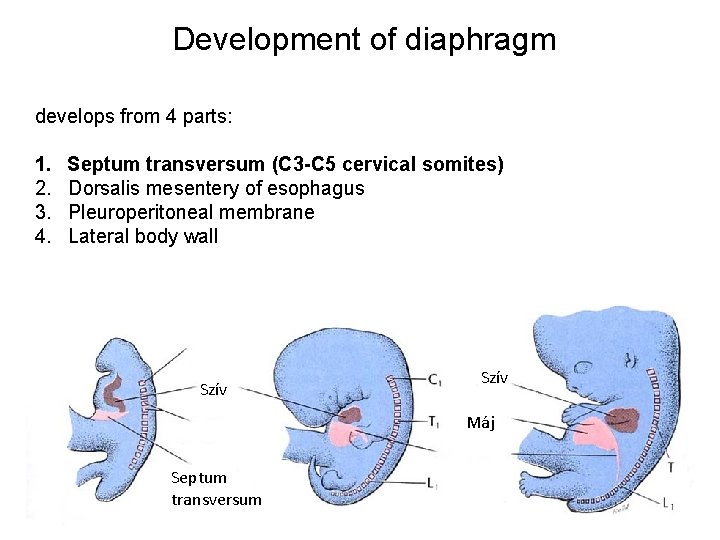 Development of diaphragm develops from 4 parts: 1. 2. 3. 4. Septum transversum (C