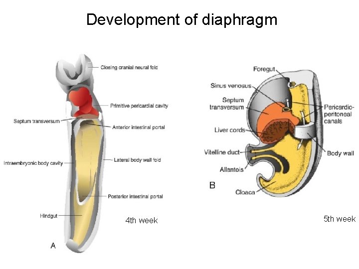 Development of diaphragm 4 th week 5 th week 