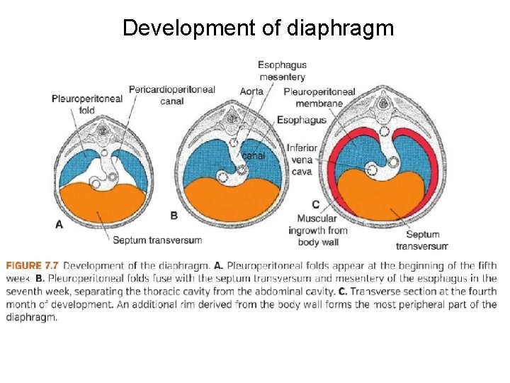 Development of diaphragm 