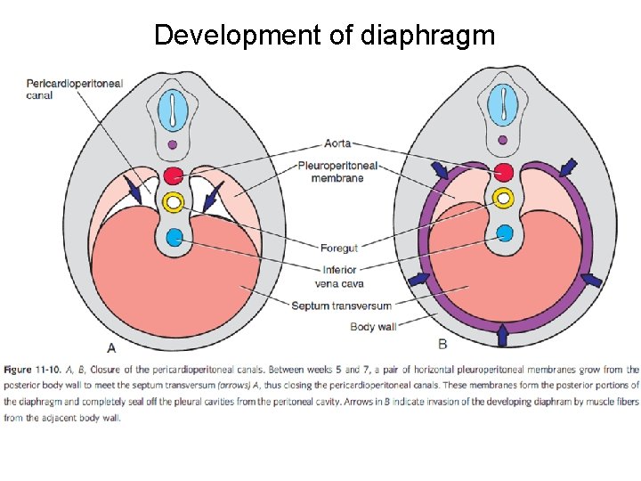 Development of diaphragm 