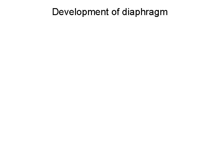 Development of diaphragm 