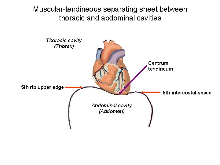 Muscular-tendineous separating sheet between thoracic and abdominal cavities Thoracic cavity (Thorax) Centrum tendineum 5