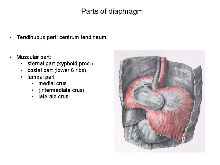 Parts of diaphragm • Tendinuous part: centrum tendineum • Muscular part: • sternal part