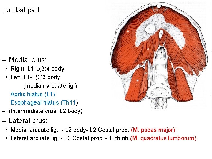 Lumbal part – Medial crus: • Right: L 1 -L(3)4 body • Left: L