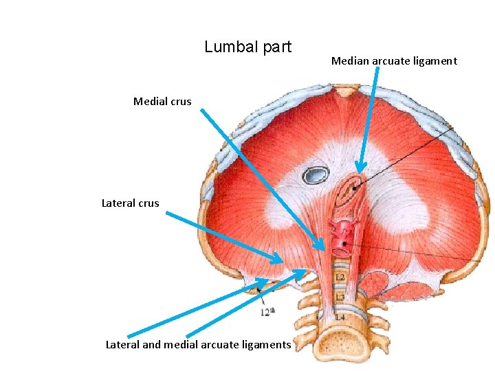 Lumbal part Medial crus Lateral and medial arcuate ligaments Median arcuate ligament 