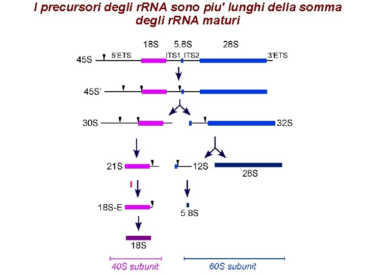 I precursori degli r. RNA sono piu' lunghi della somma degli r. RNA maturi