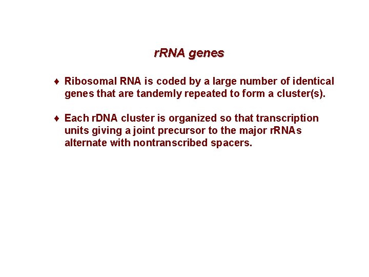 r. RNA genes ¨ Ribosomal RNA is coded by a large number of identical