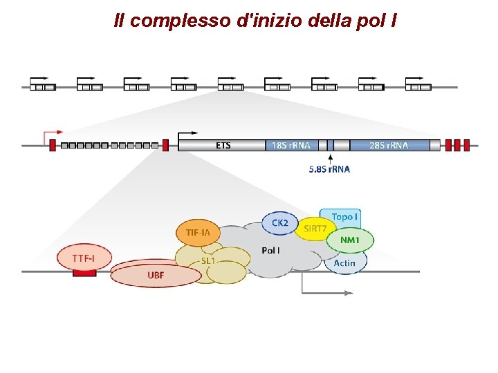 Il complesso d'inizio della pol I 