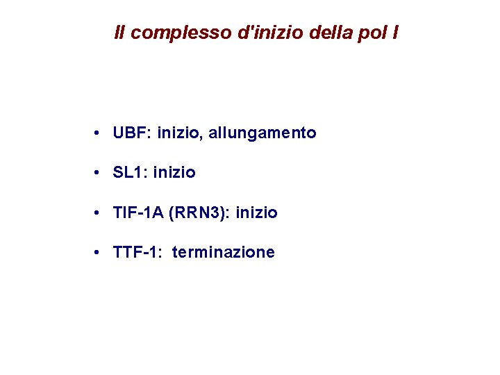 Il complesso d'inizio della pol I • UBF: inizio, allungamento • SL 1: inizio