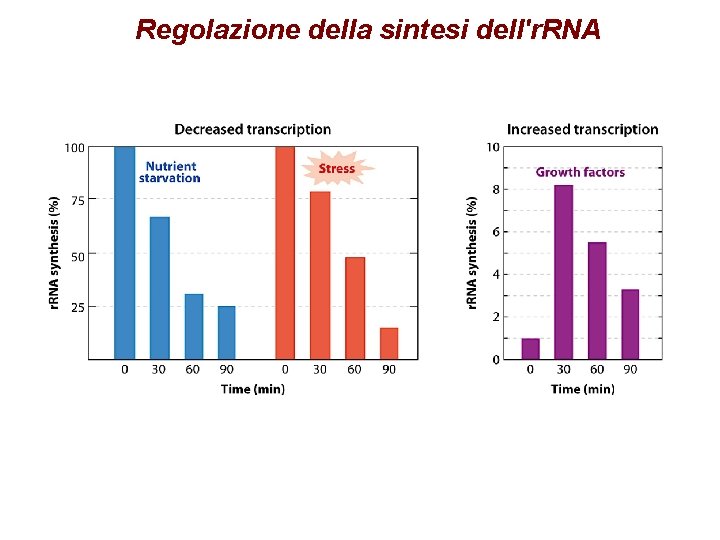 Regolazione della sintesi dell'r. RNA 